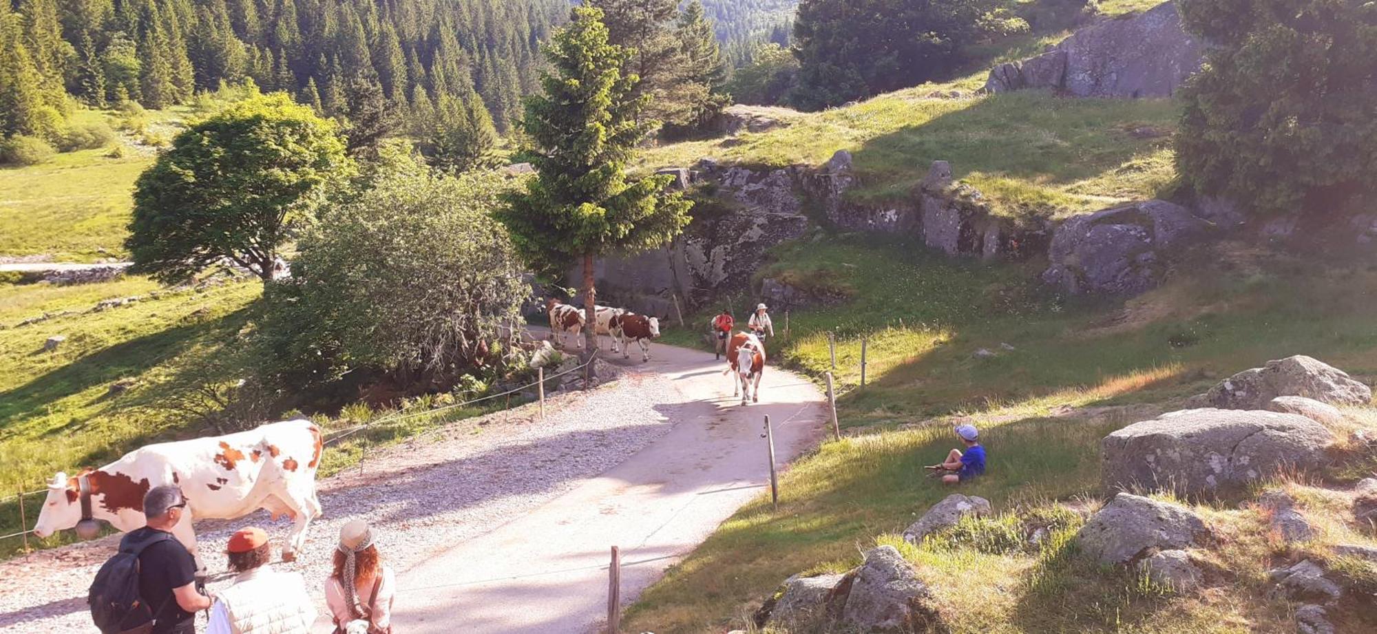 Munster Camping De La Fecht Esterno foto